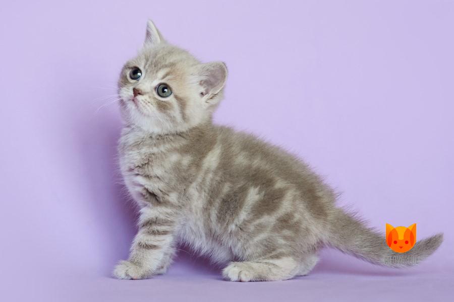 Ivory MeowClub *BY